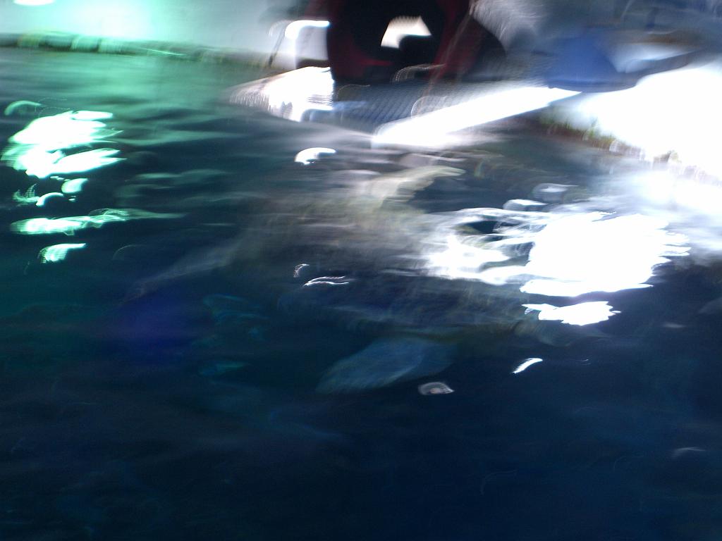 Aquarium 030.JPG